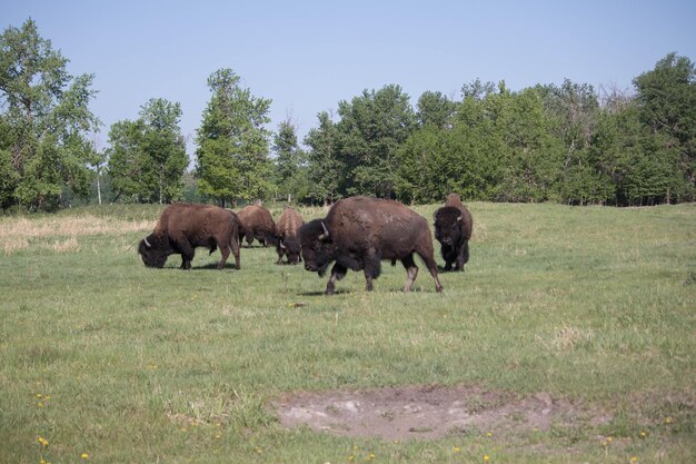 A photograph of endangered Polish wildlife, specifically a herd of European bison roaming freely in a protected area. The image should convey a sense of tranquility and the necessity of conservation efforts.