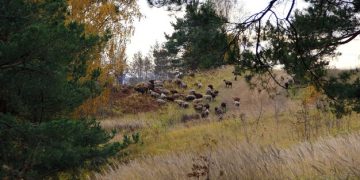 CD Projekt Red Hosts Charity Stream for Polish Wildlife Conservation - Cover Image