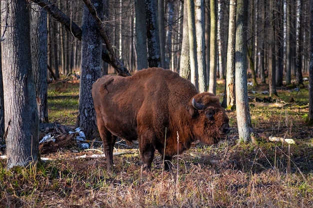 A close-up photograph of a European bison in its natural habitat within the Białowieża Forest. The bison should appear healthy and undisturbed, emphasizing the success of conservation efforts.