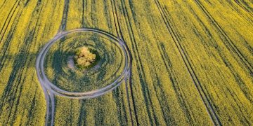 Crop Circle Mystery: Experts Debate Origins and Causes - Cover Image
