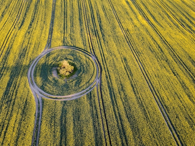 Crop Circle Mystery: Experts Debate Origins and Causes