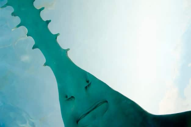 A side-by-side comparison of a blurry photograph of the Loch Ness Monster and a scientific illustration of a plesiosaur. The image highlights the visual similarities and the speculative connection between the cryptid and extinct marine reptiles.