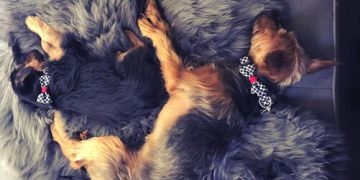 Crystal Healing for Pets: 2025 Guide to Animal Wellness - Cover Image