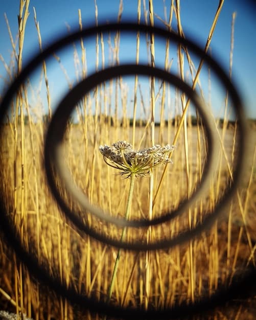 close-up of crop stalks bent at the nodes, but not broken, within a crop circle. The stalks are wheat, and the background is blurred to focus on the bent nodes. This highlights one of the unusual characteristics sometimes found in crop circles. The Mystery of Crop Circles: Are They Alien Messages or Elaborate Hoaxes? Examining the Evidence is at the center of what these anomalies could mean,