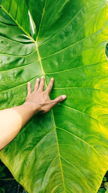 A close-up image of a person's hands gently touching a vibrant green plant leaf, conveying a sense of connection and reverence for nature. The background is blurred, focusing attention on the interaction between the person and the plant.