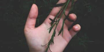 The Witch's Guide to Herbalism: 5 Essential Herbs for Healing and Spellwork - Cover Image