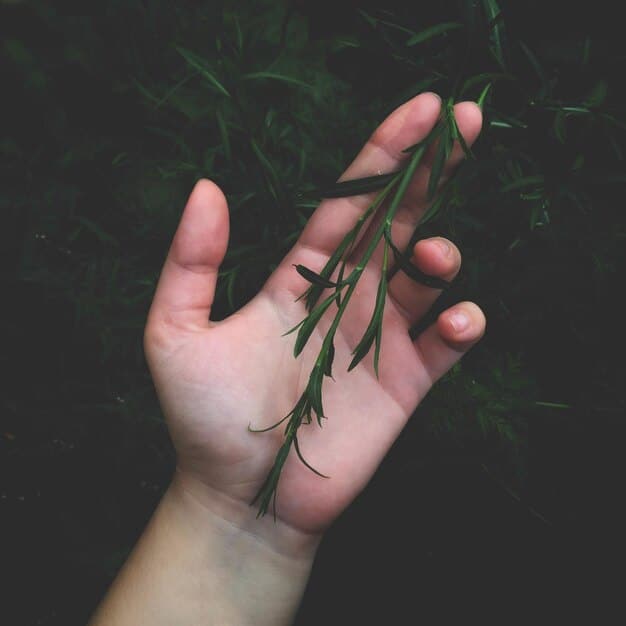 The Witch’s Guide to Herbalism: 5 Essential Herbs for Healing and Spellwork