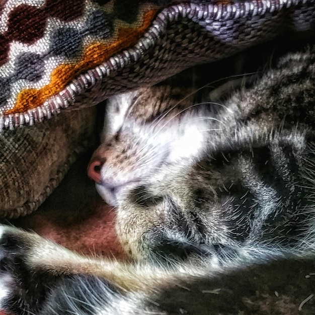 A close-up shot of a tabby cat peacefully sleeping with a small amethyst crystal placed gently near its head. The image highlights the calming influence of the crystal and the cat's relaxed state. Focus on the gentle interaction between the crystal and the animal, demonstrating Crystal Healing for Pets: Safe and Effective Ways to Support Your Animal's Well-being.